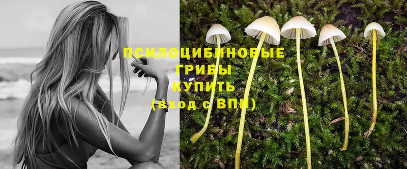 Галлюциногенные грибы Psilocybe  даркнет сайт  Анадырь 